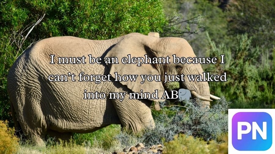 Best Elephant Pick Up Lines And Rizz