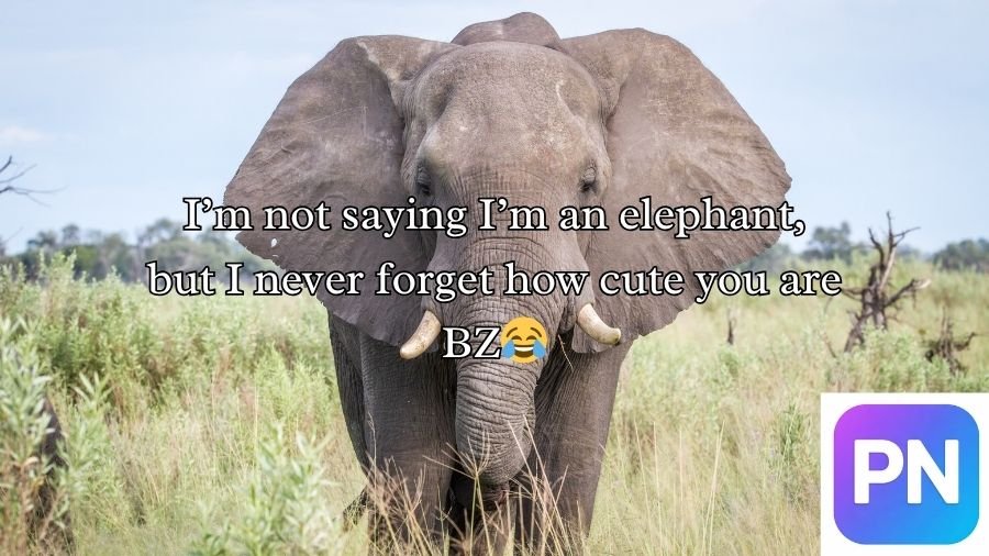 Best Elephant Pick Up Lines And Rizz