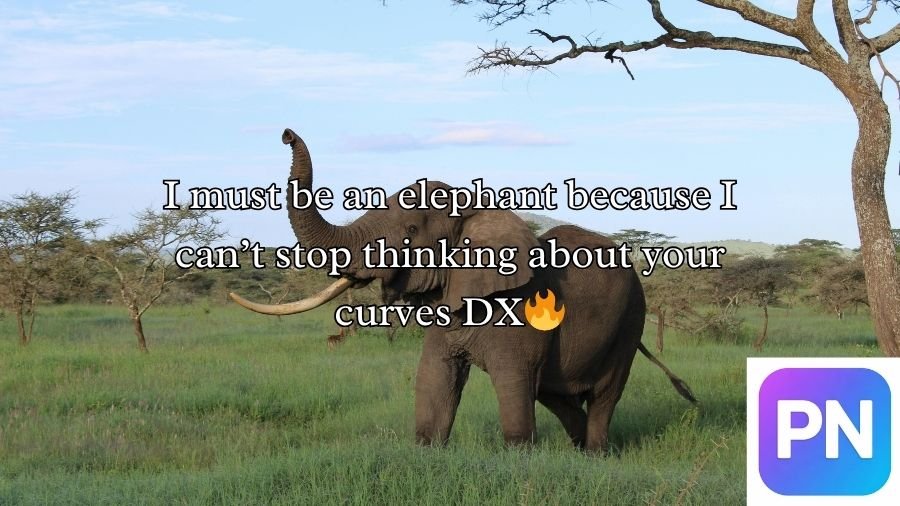 Best Elephant Pick Up Lines And Rizz