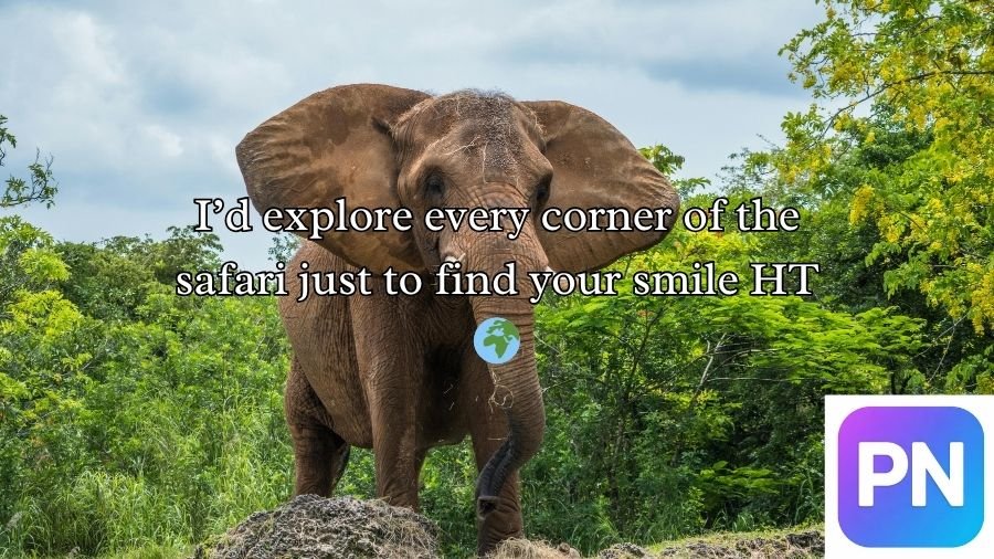Best Elephant Pick Up Lines And Rizz