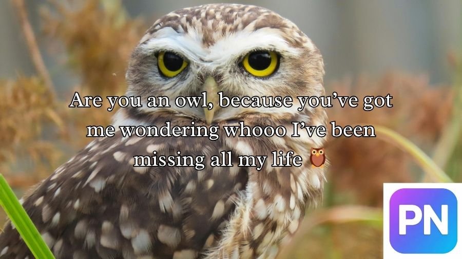 Best Owl Pick Up Lines