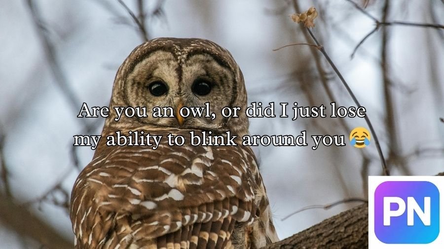 Best Owl Pick Up Lines