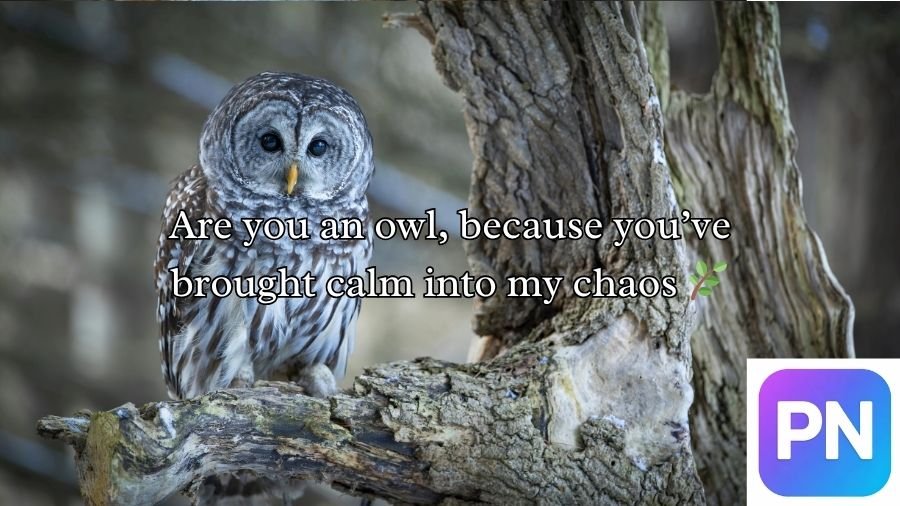 Best Owl Pick Up Lines
