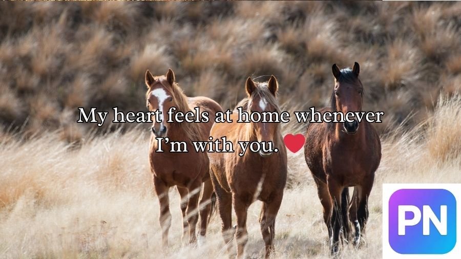 Horse Pick Up Lines
