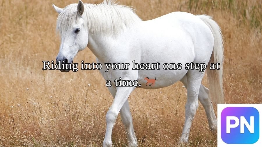 Horse Pick Up Lines