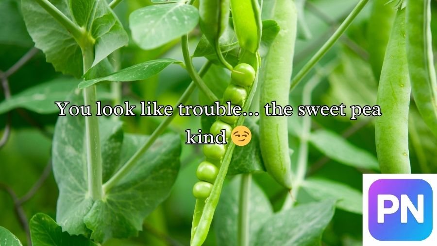 Pea Pickup Lines
