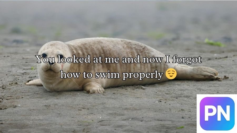 Seal Pickup Lines