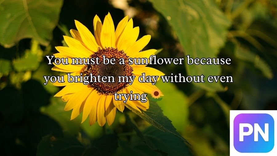 Sunflower Rizz Lines