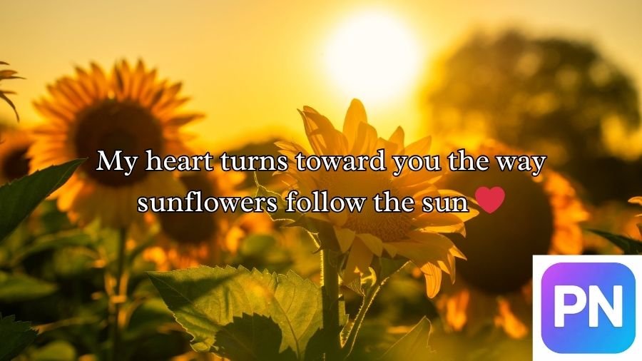 Sunflower Rizz Lines