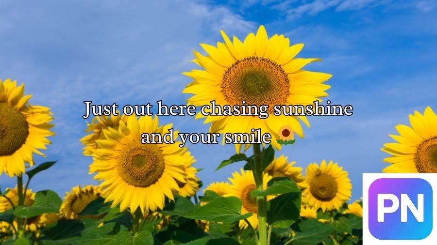 Sunflower Rizz Lines