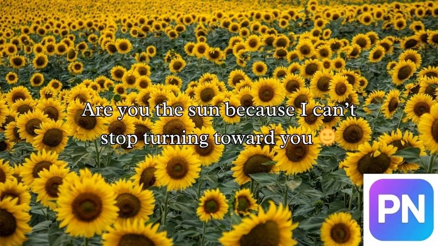 Sunflower Rizz Lines