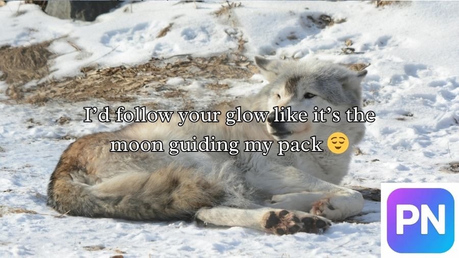 Wolf Pick Up Lines