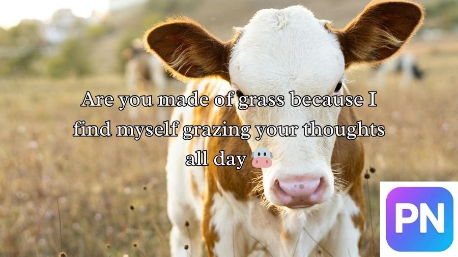Cow Pick Up Lines