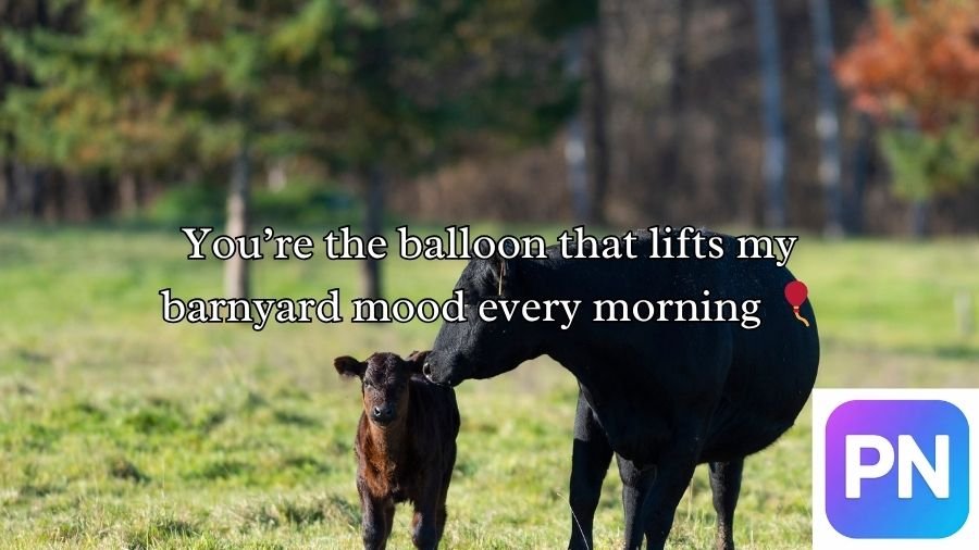 Cow Pick Up Lines