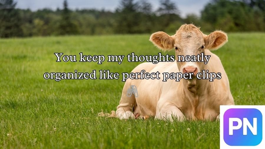 Cow Pick Up Lines