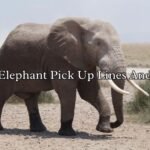 Best Elephant Pick Up Lines And Rizz