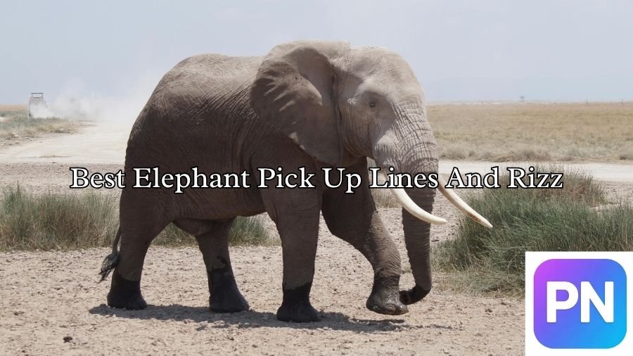 Best Elephant Pick Up Lines And Rizz