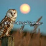 Best Owl Pick Up Lines