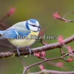 Bird Rizz Lines
