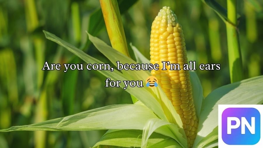 Best 500+ Corn Pick Up Lines That Always Work 🌽 2026