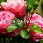 Flower Pick Up Lines