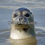 Seal Pickup Lines