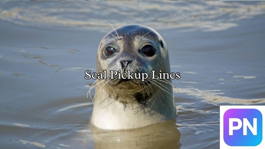 Seal Pickup Lines