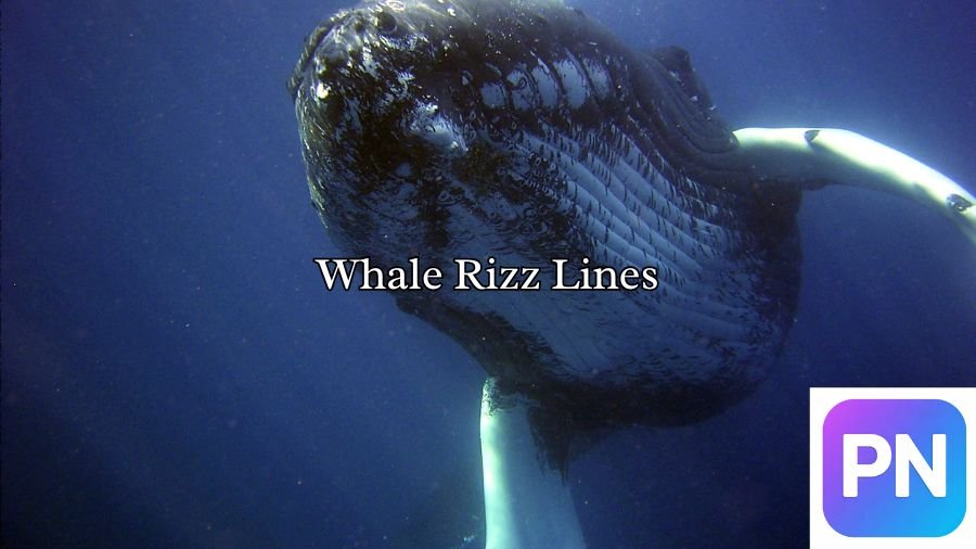 Whale Rizz Lines