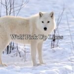 Wolf Pick Up Lines