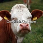 Cow Pick Up Lines